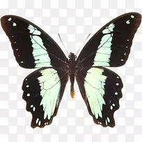 蝴蝶动物木瓜摄影物种-蝴蝶-空若网 蝴蝶动物木瓜摄影物种-蝴蝶-空若网