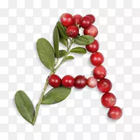 越橘字母字体-字体-空若网 越橘字母字体-字体-空若网