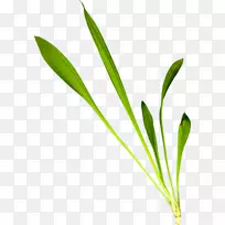 Ҷ��ֲ�ﾥ����-Ҷ-������