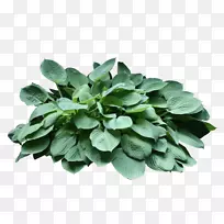 Ò¶²Ë´ºÂ̲ÝÒ¶-¿ÕÈôÍø Ò¶²Ë´ºÂ̲ÝÒ¶-¿ÕÈôÍø