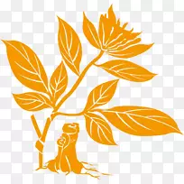 南京中医药大学中草药学口腔经络黄药-空若网 南京中医药大学中草药学口腔经络黄药-空若网