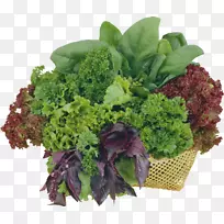 Éú²ËͼÏñɨÃèÒÇÊ߲˲ݱ¾É³À-Êß²Ë-¿ÕÈôÍø Éú²ËͼÏñɨÃèÒÇÊ߲˲ݱ¾É³À-Êß²Ë-¿ÕÈôÍø