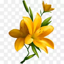 拔花柔毛百合-空若网 拔花柔毛百合-空若网