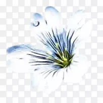 花瓣花博客-花-空若网 花瓣花博客-花-空若网