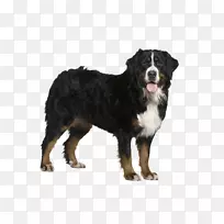 伯恩塞山犬金毛猎犬澳大利亚牧羊犬澳洲牛犬小狗金毛猎犬-空若网 伯恩塞山犬金毛猎犬澳大利亚牧羊犬澳洲牛犬小狗金毛猎犬-空若网