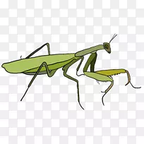 昆虫汽车设计汽车螳螂-昆虫-空若网 昆虫汽车设计汽车螳螂-昆虫-空若网