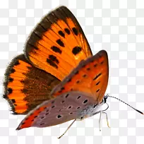 蝴蝶数据压缩.蝶形数据压缩-空若网 蝴蝶数据压缩.蝶形数据压缩-空若网