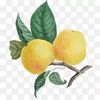 杏花奥格里斯剪贴画手绘杏-空若网 杏花奥格里斯剪贴画手绘杏-空若网