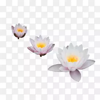 埃及莲花艺术-空若网 埃及莲花艺术-空若网