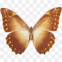 动画蝴蝶幽默-动画-空若网 动画蝴蝶幽默-动画-空若网