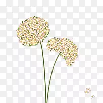 普通蒲公英免费插图蒲公英植物材料-空若网 普通蒲公英免费插图蒲公英植物材料-空若网