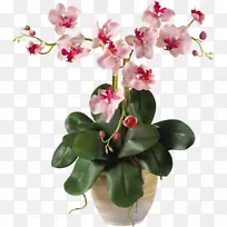 �ɶ������л�ֲ�ﾥ��-������