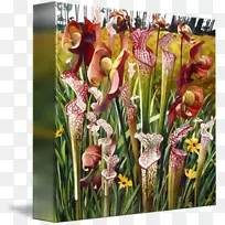 花卉设计切花唐菖蒲-唐菖蒲-空若网 花卉设计切花唐菖蒲-唐菖蒲-空若网