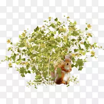 电脑图标松鼠博客灌木剪贴画松鼠-空若网 电脑图标松鼠博客灌木剪贴画松鼠-空若网