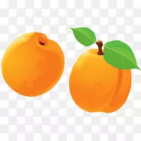 橘子杏桃子彩绘杏-空若网 橘子杏桃子彩绘杏-空若网
