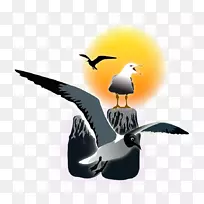 喙海鸟水鸟-空若网 喙海鸟水鸟-空若网