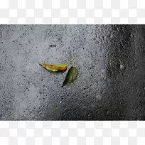 摄影叶艺术-叶-空若网 摄影叶艺术-叶-空若网