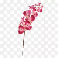 �ɶ�����ֲ�ﾥ�л�-������