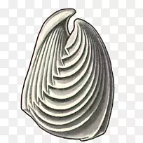 鱼白鱼-空若网 鱼白鱼-空若网