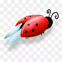 瓢虫益虫七星瓢虫-空若网 瓢虫益虫七星瓢虫-空若网