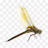 蜻蜓昆虫蚊虫摄影.蜻蜓-空若网 蜻蜓昆虫蚊虫摄影.蜻蜓-空若网