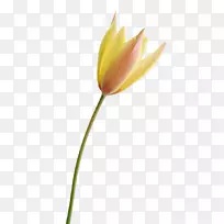 �����㻨-������