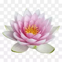 Nelumbo nucifera剪贴画-水百合-空若网 Nelumbo nucifera剪贴画-水百合-空若网