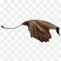 叶秋叶博客-叶-空若网 叶秋叶博客-叶-空若网