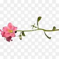 飞蛾兰切花芽植物茎花-空若网 飞蛾兰切花芽植物茎花-空若网