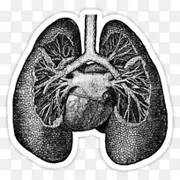 肺解剖学绘制心脏科学-心脏-空若网 肺解剖学绘制心脏科学-心脏-空若网