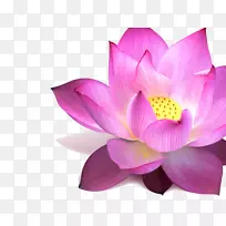 Nelumbo nucifera剪贴画-空若网 Nelumbo nucifera剪贴画-空若网