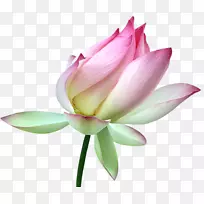 Nelumbo nucifera������-��-������