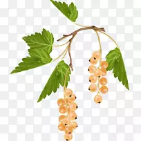 葡萄,红醋栗,黑加仑,浆果-葡萄-空若网 葡萄,红醋栗,黑加仑,浆果-葡萄-空若网
