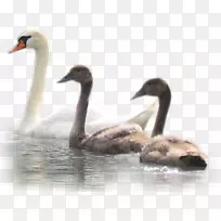 雪尼尼鸭博文剪贴画-鸭子-空若网 雪尼尼鸭博文剪贴画-鸭子-空若网