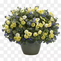 牵牛花盆栽容器园林植物-空若网 牵牛花盆栽容器园林植物-空若网