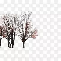 树枝-秋树-空若网 树枝-秋树-空若网