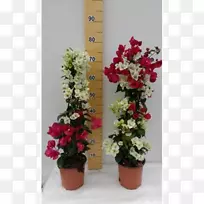 花盆花卉设计-空若网 花盆花卉设计-空若网