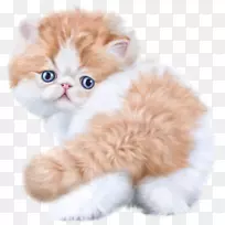 ����è������-����-������