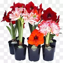 石竹花盆观赏性球茎植物-花-空若网 石竹花盆观赏性球茎植物-花-空若网