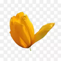 郁金香花-美丽的橙色郁金香形象-空若网 郁金香花-美丽的橙色郁金香形象-空若网