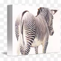 宽颈陆生动物-野生动物-空若网 宽颈陆生动物-野生动物-空若网