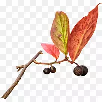 光景叶gimp博客-秋叶-空若网 光景叶gimp博客-秋叶-空若网