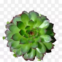 ˫��Ҷֲ�ﻢ����Ҷ�����ƻ�-������