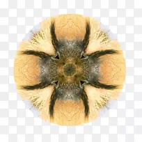 ����ֳ���Ӻ���ëƤ��-������