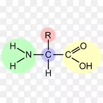 必需氨基酸剪辑艺术-空若网 必需氨基酸剪辑艺术-空若网