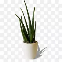 NET仙人掌科博客-博客-空若网 NET仙人掌科博客-博客-空若网