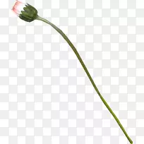 开花植物系植物茎花-空若网 开花植物系植物茎花-空若网