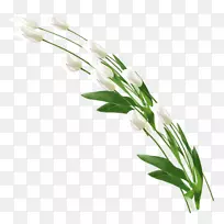 花卉设计切花花束植物-花卉-空若网 花卉设计切花花束植物-花卉-空若网