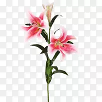 植物茎,复活节百合切花百合花‘星斗’-花-空若网 植物茎,复活节百合切花百合花‘星斗’-花-空若网