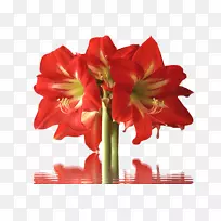 金缕梅切花,花瓣百合-花-空若网 金缕梅切花,花瓣百合-花-空若网